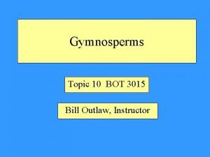 Gymnosperms Topic 10 BOT 3015 Bill Outlaw Instructor