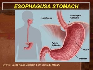 ESOPHAGUS STOMACH By Prof Saeed Abuel Makarem Dr