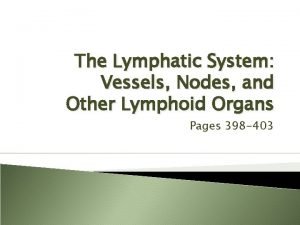 Efferent lymphatic vessels