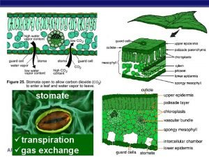 Stomate definition biology