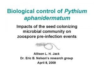 Biological control of Pythium aphanidermatum Impacts of the