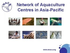 Network of aquaculture centres in asia-pacific
