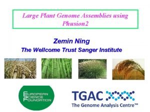 Large Plant Genome Assemblies using Phusion 2 Zemin