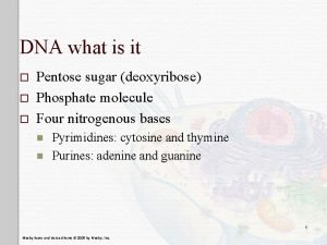 DNA what is it o o o Pentose