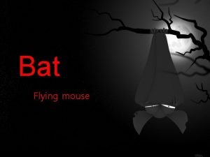 Flying mouse bat