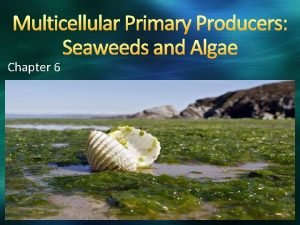 Algae as primary producers