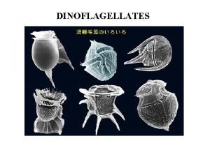 DINOFLAGELLATES I PHYLOGENY ALVEOLATES Ciliates Dinoflagellates Apicomplexans ALVEOLATES