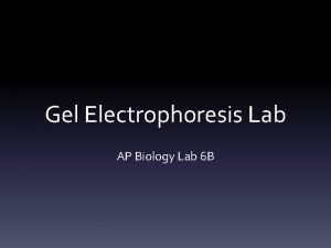 Gel electrophoresis ap bio lab