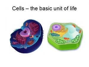 The cell basic unit of life