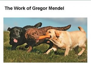 The Work of Gregor Mendel Learning Objectives Describe