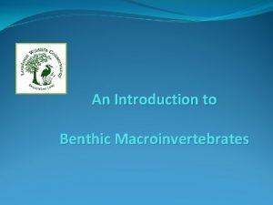 An Introduction to Benthic Macroinvertebrates Body Parts Head