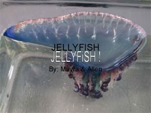 JELLYFISH By Mayra Allen Jellyfish are members of