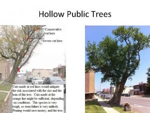 Hollow Public Trees Town Manager PW Director Urban