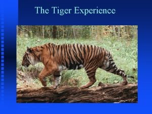 Tiger experience