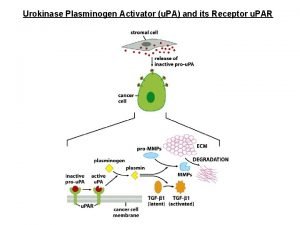 Urokinase Plasminogen Activator u PA and its Receptor