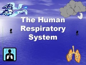 Respiratory system