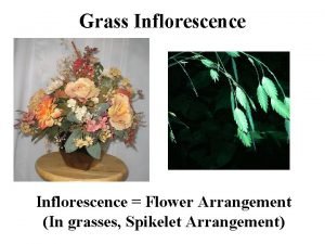 Grass Inflorescence Flower Arrangement In grasses Spikelet Arrangement