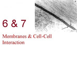 67 Membranes CellCell Interaction Learning Outcomes I can