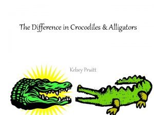 The Difference in Crocodiles Alligators Kelsey Pruitt Alligators