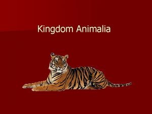 Kingdom Animalia Characteristics n Multicellular Eukaryotic with no