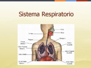 Sistema respiratorio boca