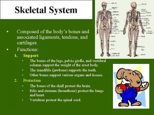5 functions of skeletal system