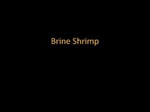 Brine Shrimp What are brine shrimp Brine shrimp