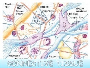 CONNECTIVE TISSUE Why study tissue proteins v To