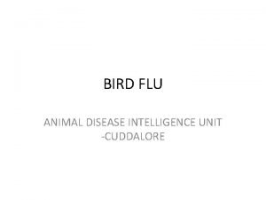 BIRD FLU ANIMAL DISEASE INTELLIGENCE UNIT CUDDALORE Bird