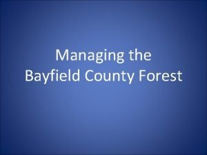 Bayfield county forest