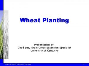 Wheat Planting Presentation by Chad Lee Grain Crops