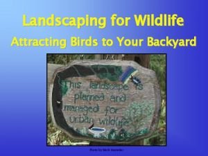 Landscaping for Wildlife Attracting Birds to Your Backyard