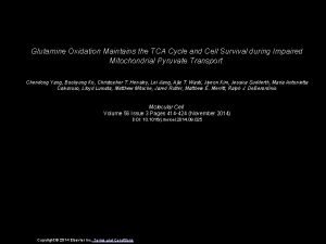 Glutamine Oxidation Maintains the TCA Cycle and Cell