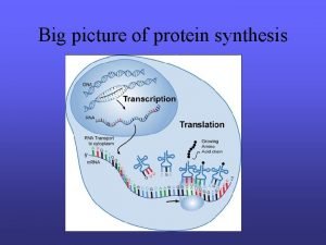 Picture of protein synthesis