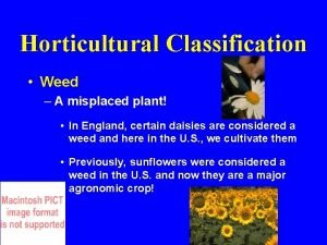 Horticultural Classification Weed A misplaced plant In England