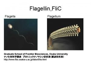 Flagellin Fli C Flagella Flagellum Graduate School of