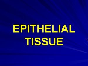 EPITHELIAL TISSUE Definition Tightlybound contiguous cells forming sheets