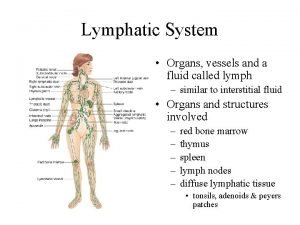 Lymphatic system organs