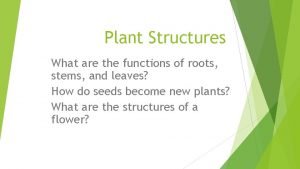 Name three main functions of roots