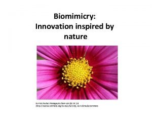 Biomimicry Innovation inspired by nature By Pink Sherbet