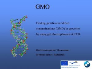 GMO Finding genetical modified contaminations GMO in groceries