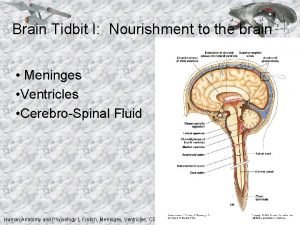 Brain Tidbit I Nourishment to the brain Meninges
