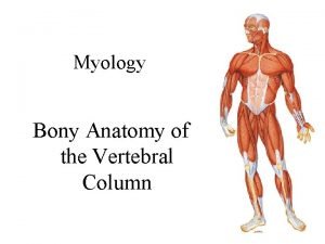 Myology Bony Anatomy of the Vertebral Column 1