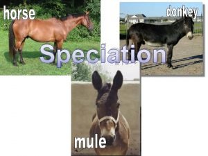 Speciation Speciation Defined evolution of a new species