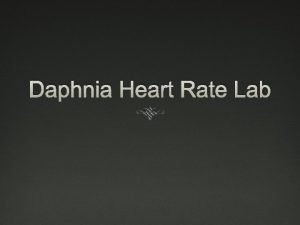 Daphnia heart rate lab