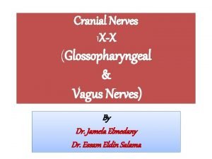 Cranial Nerves 1 XX Glossopharyngeal Vagus Nerves By