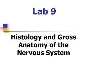 Neuron histology