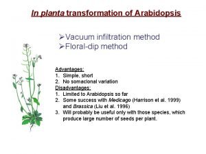 In planta transformation of Arabidopsis Vacuum infiltration method
