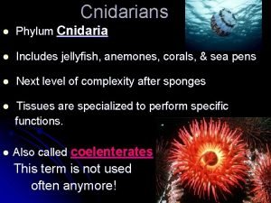 Cnidarians l Phylum Cnidaria l Includes jellyfish anemones