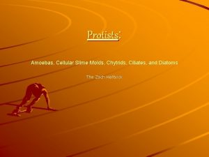 Protists Amoebas Cellular Slime Molds Chytrids Ciliates and